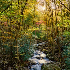 Sunrise on a Mountain Stream, Autumn, Fall Color Foliage, Smoky Mountains, Tennessee Appalachian Fine Art Photograph or Canvas, Portrait