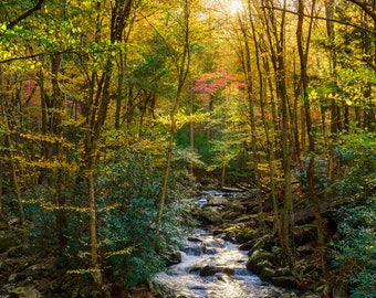 Sunrise on a Mountain Stream, Autumn, Fall Color Foliage, Smoky Mountains, Tennessee Appalachian Fine Art Photograph or Canvas, Portrait