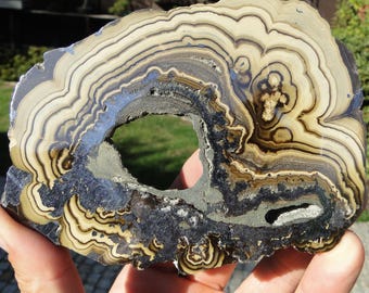 May include: A polished slab of banded mineral featuring concentric rings in shades of cream, tan, and dark brown. The specimen has a central circular void and a smaller elongated cavity, with metallic gray inclusions throughout the surface.