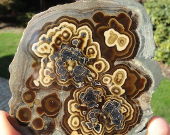 May include: A polished slab of orbicular stone featuring concentric rings in shades of dark brown, cream, and tan. The surface displays clusters of dark, metallic, crystalline inclusions set within a smooth, multi-layered mineral matrix.