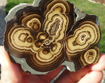 May include: A polished slab of mineral featuring concentric bands of dark brown, tan, and cream colors. The stone displays a complex, organic pattern of circular and elongated shapes with a smooth, reflective surface and a rough, grey outer edge.