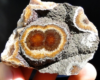 BARITA (BARYTE) con MARCASITA: ¡un hallazgo único! ¡Lubin, Polonia!