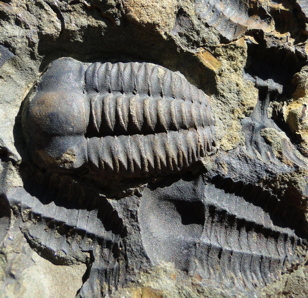 Ellipsocephalus およそ5億1千万年前の初期の三葉虫、三葉虫エリプソ
