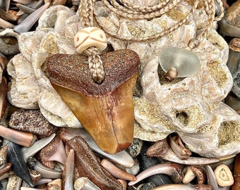 Fossilized Shark Tooth Necklace