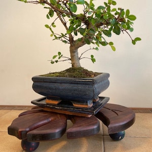 May include: A bonsai tree with small green leaves and a brown trunk in a dark blue square pot. The pot sits on a dark wooden stand with a leaf design and small black feet. The tree has a natural, organic shape.