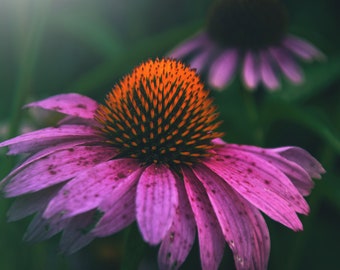Fine Art print Flower pink photography