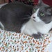 see more listings in the Pet Blankets  section