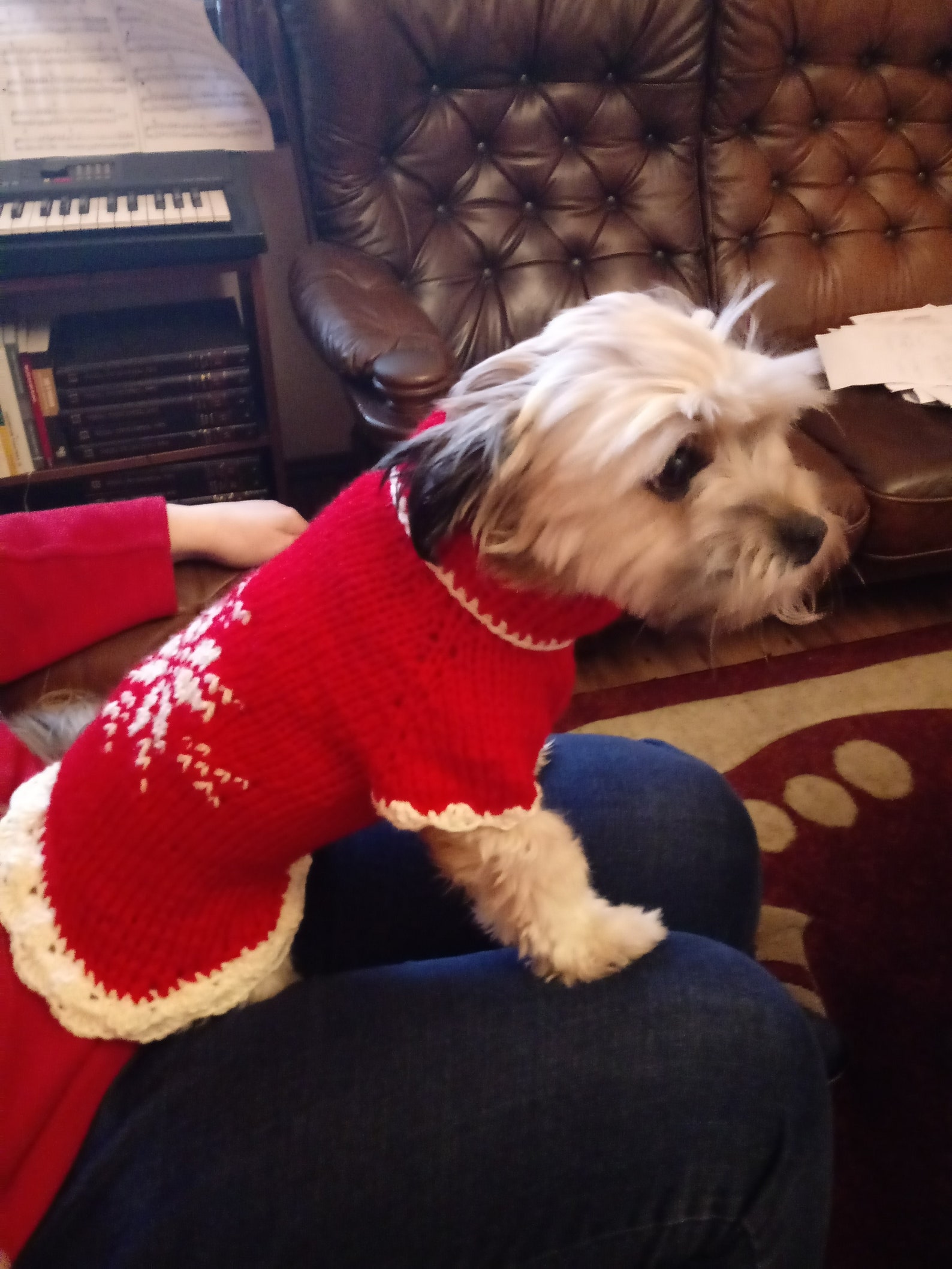 Shih Tzu Sweater Crochet Dog Sweater pet Sweaterdog Etsy