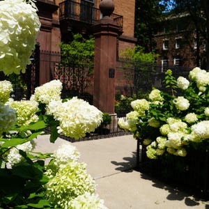 McCormick Mansion Chicago Print with Hydrangeas – Historic Gold Coast Wall Art | Classy Home Decor | Gift for Architecture Lovers