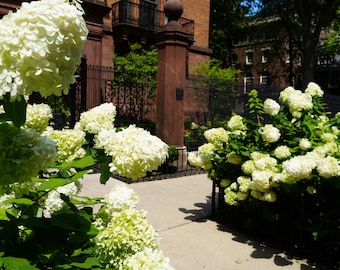 McCormick Mansion Chicago Print: Historic Gold Coast Architecture & Hydrangeas
