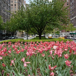 Park Avenue Tulips Print - New York City Photography