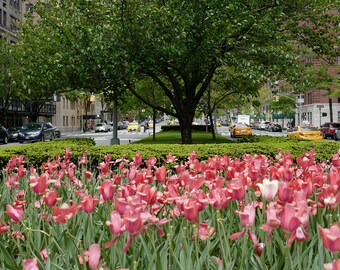 Park Avenue Tulips Print Portrait - New York City Photography