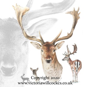 Fallow Deer ~ Card, with craft brown envelope