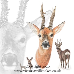 Roe Deer ~ Card, with craft brown envelope
