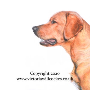 Carte renard labrador retriever roux, avec enveloppe kraft brune