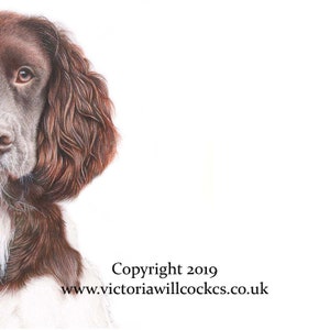 Carte Springer Spaniel Dog, avec enveloppe blanche