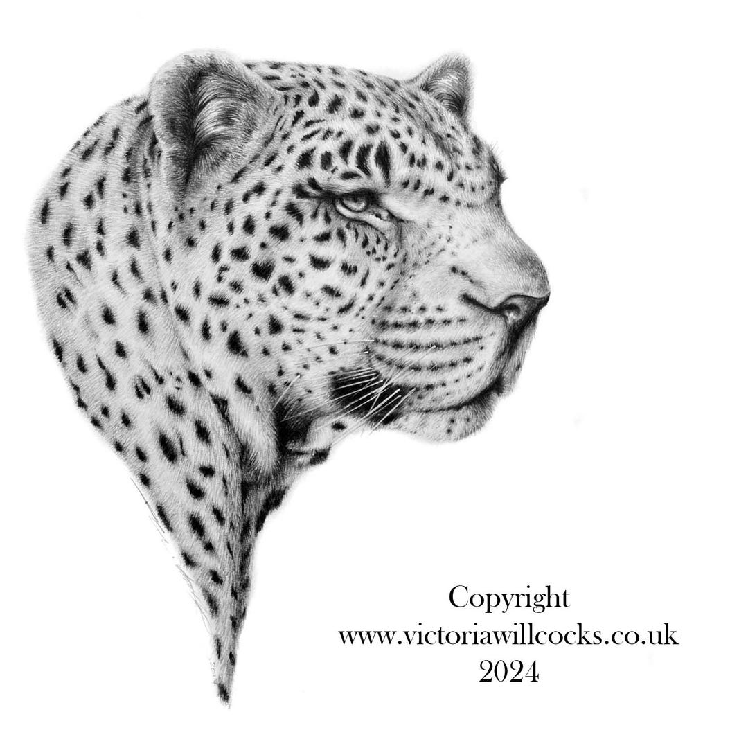 Leopard III, With Kraft Brown Envelope - Etsy