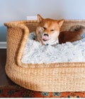 Personalized Dog Bed Furniture, Custom Dog Bed Perfect For Small to Extra Large Dogs, Modern Dog Crate, Human Dog Bed, African Bolga Basket product logo