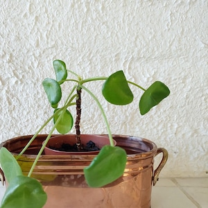 Puede incluir: Una pequeña planta verde con hojas redondas en una maceta de cobre con asas de latón.