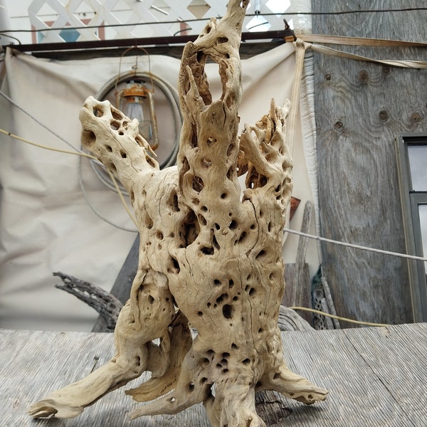 Cholla Cactus Wood,