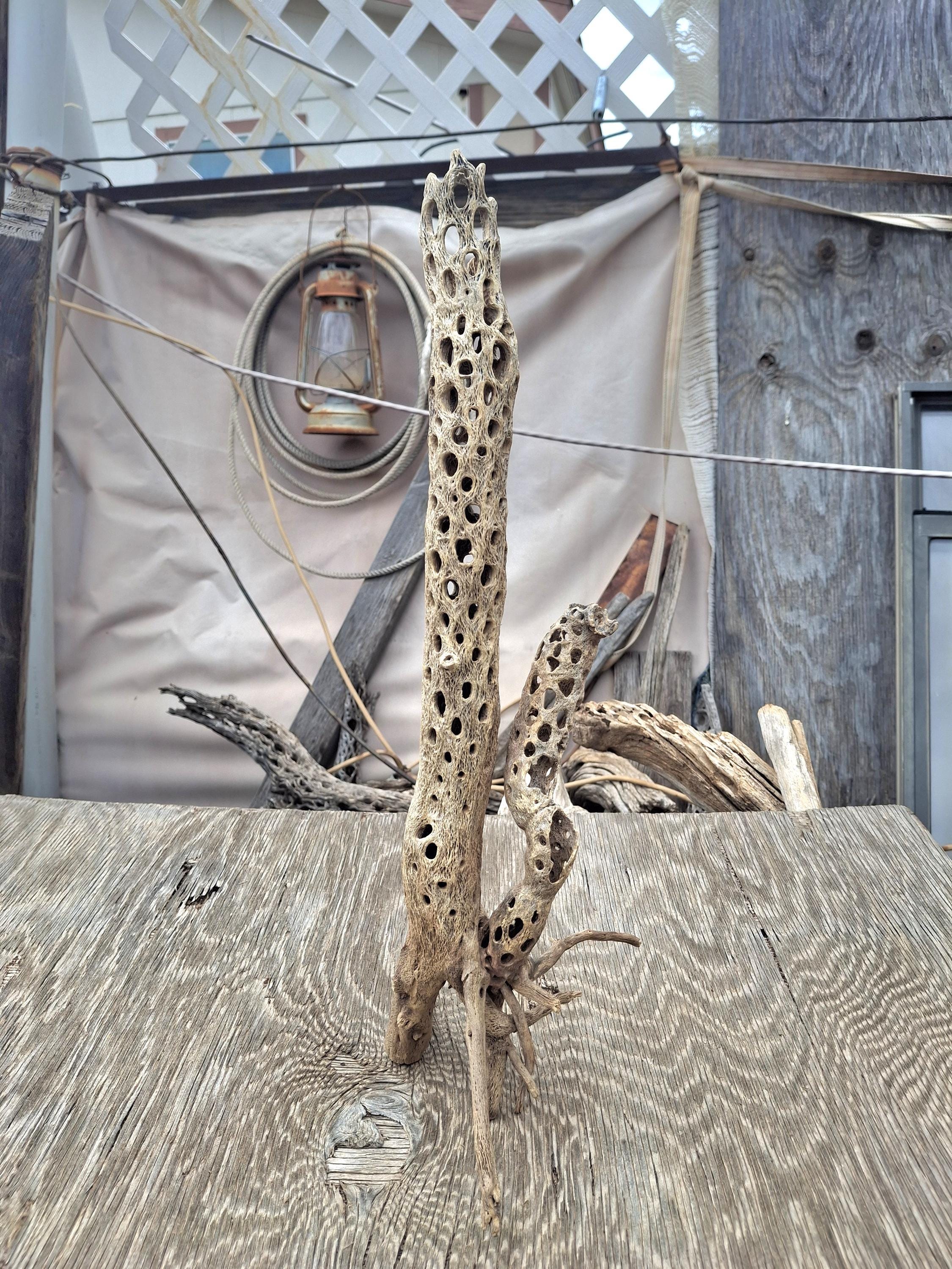 天然流木 約45cm x 30cm x 20cm Cholla Driftwood Tree - Aquarium Hardscape — Buce Plant