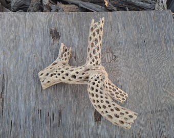 Cholla Cactus Wood,