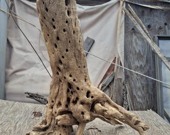 Large Cholla Cactus Wood Stump,