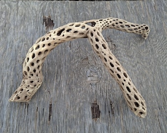 Cholla Cactus Wood,