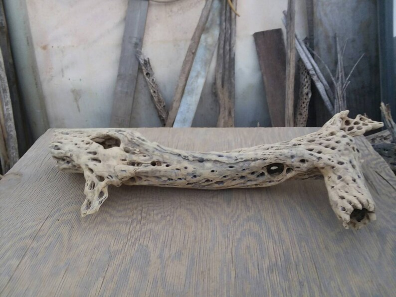 thick cholla cactus wood,. Large