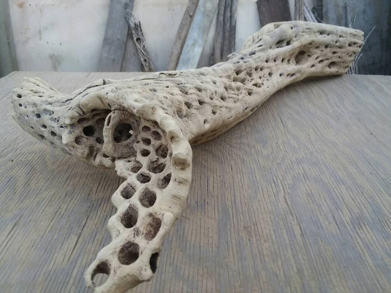 thick cholla cactus wood,. Large