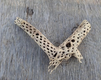 Cholla Cactus Wood,