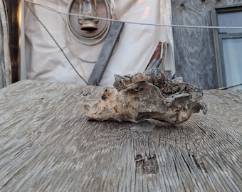 Saguaro Cactus Boot,