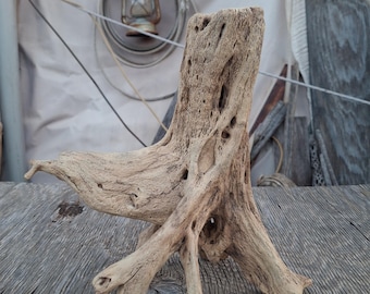 Cholla Cactus Wood Stump,