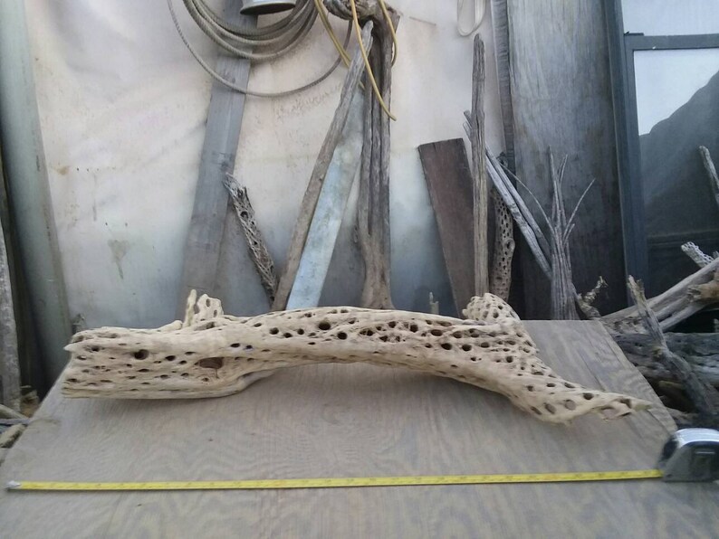 thick cholla cactus wood,. Large