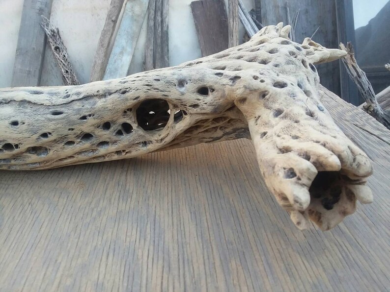 thick cholla cactus wood,. Large