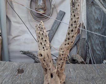 Cholla Cactus Wood Stump,