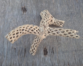 Cholla Cactus Wood,
