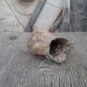 May include: A hollow, dried piece of natural wood with a rough, textured exterior in shades of light brown and gray. The object features a weathered, organic shape with a deep, dark opening at one end, showcasing a gnarled and uneven surface.