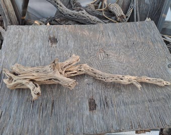 Cholla Cactus Wood,