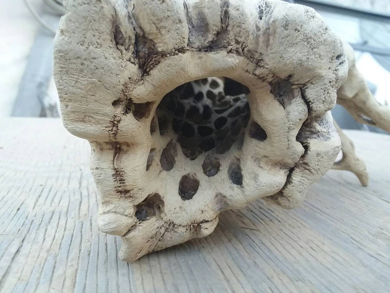 thick cholla cactus wood,. Large