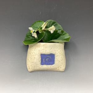 Puede incluir: Una pequeña maceta de cerámica moteada con un diseño cuadrado azul, que contiene una planta verde con flores blancas. La maceta tiene forma rectangular con bordes redondeados, y el diseño azul presenta un patrón en espiral.