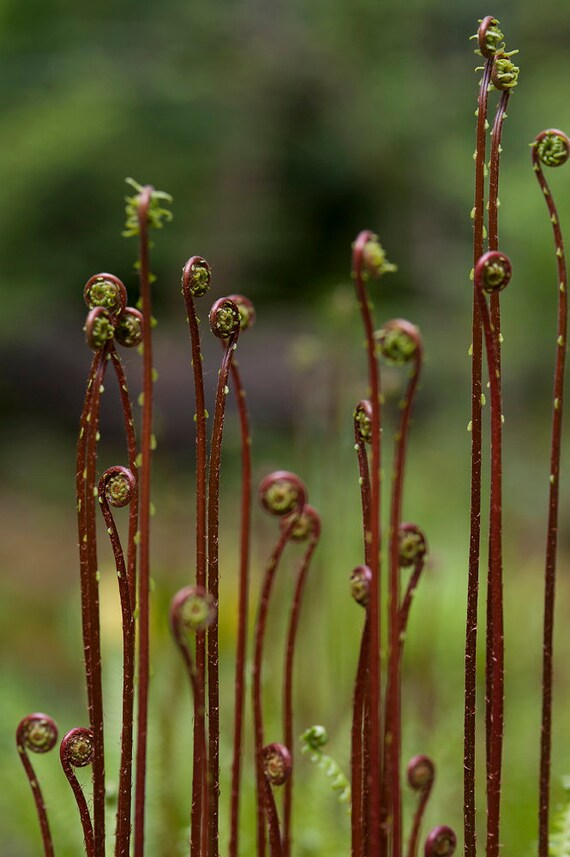Fiddlehead Ferns Nature Photography Wall Art Fern | Etsy