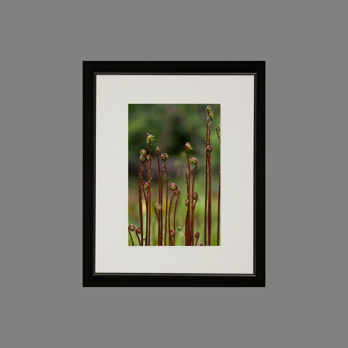 Fiddlehead Ferns Nature Photography Wall Art Fern | Etsy