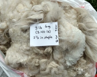 Raw Alpaca Fiber - White     3 lb  6 oz   2 1/2" staple
