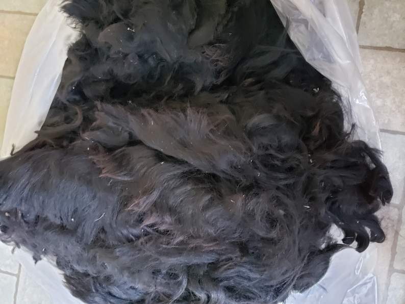 Op de afbeelding: Een grote stapel zwart dierenhaar in een doorzichtige plastic zak. Het haar is lang en verward.