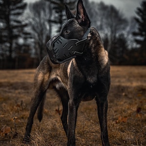 May include: A black and tan dog wearing a black muzzle stands in a field of dry grass. The dog has erect ears and is looking to the side. The background features bare trees under a cloudy sky, creating a somber atmosphere.