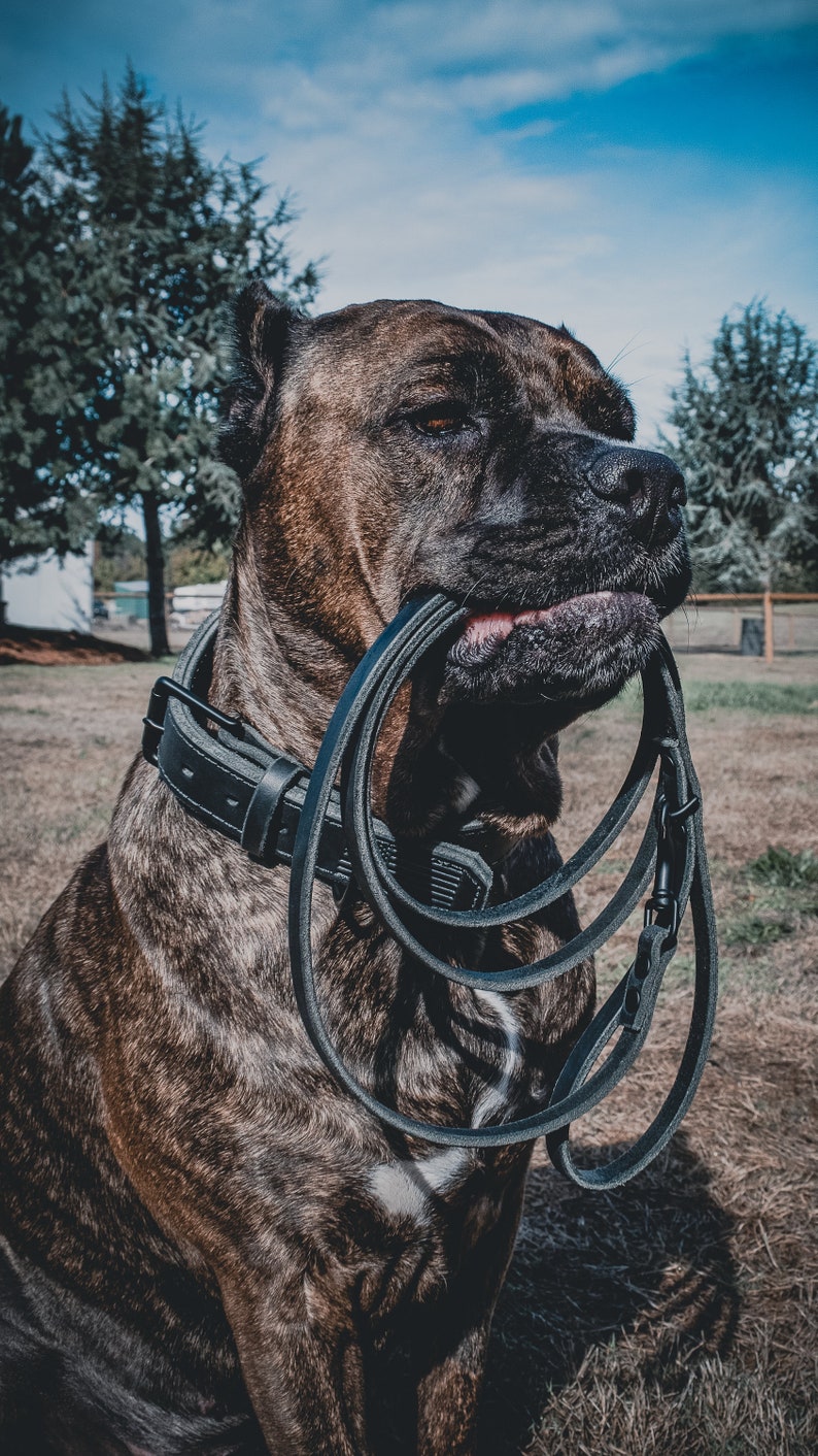 Leather Dog Leash image 3