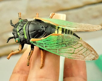 REAL SIZE CICADA, Gift In Box For Kids