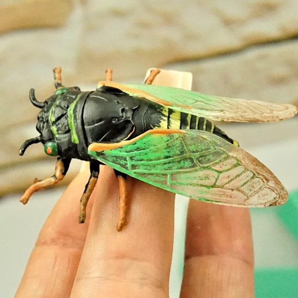 REAL SIZE CICADA, Gift In Box For Kids