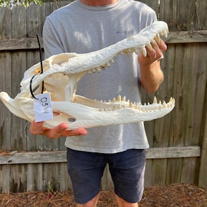 May include: An off-white alligator skull with sharp, pointed teeth and a textured bone surface. A black plastic zip tie is attached to the upper jaw, holding a small white rectangular tag with the handwritten number 0344 in black ink.